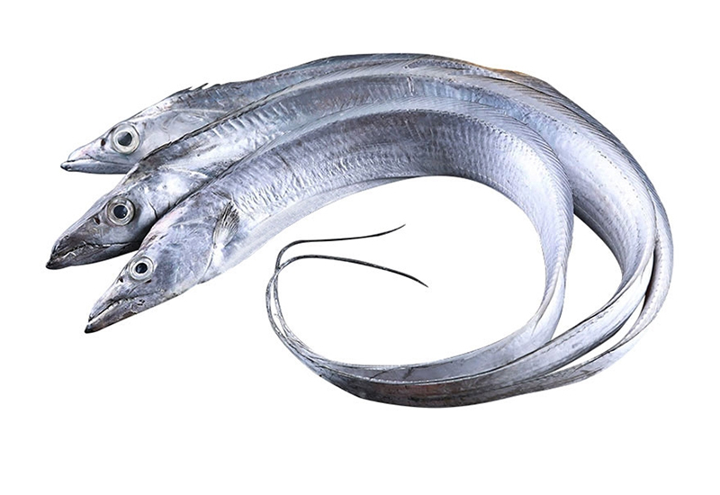 帶魚