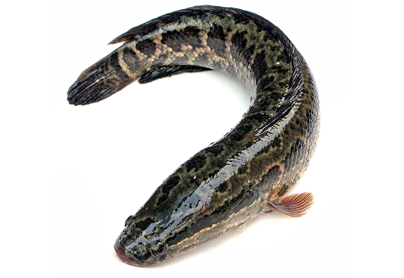 黑魚
