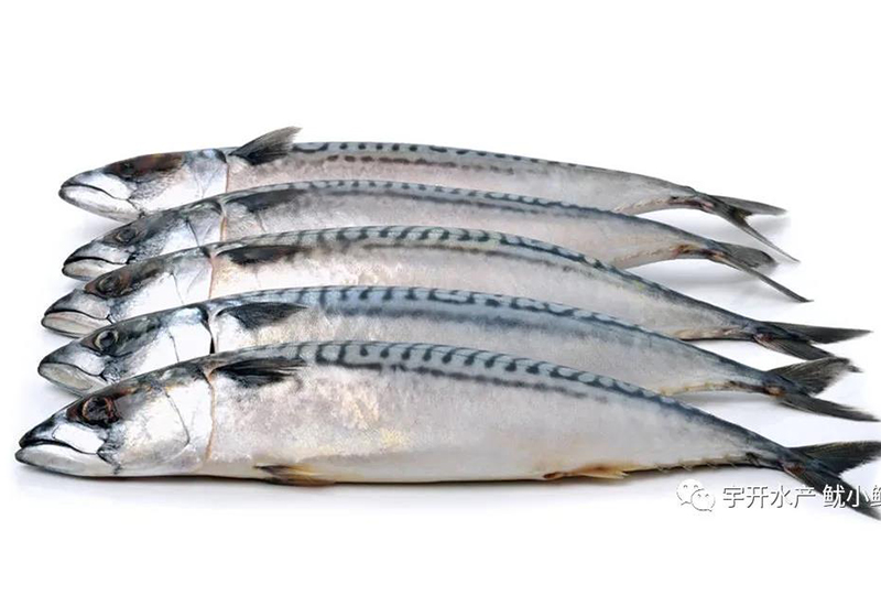 馬鮫魚