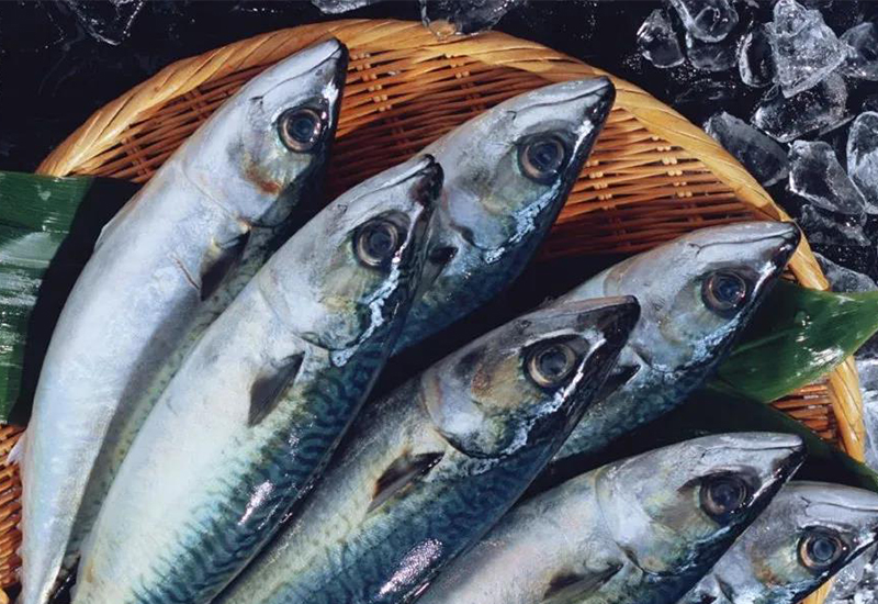 鮐魚